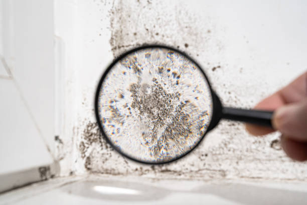 Best Emergency Mold Remediation  in Beale Af, CA